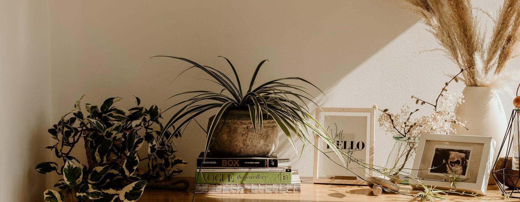 bureau top decorated with potted plants, books and framed pictures